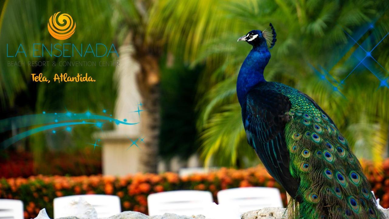 La Ensenada Beach Resort Tela Exteriör bild
